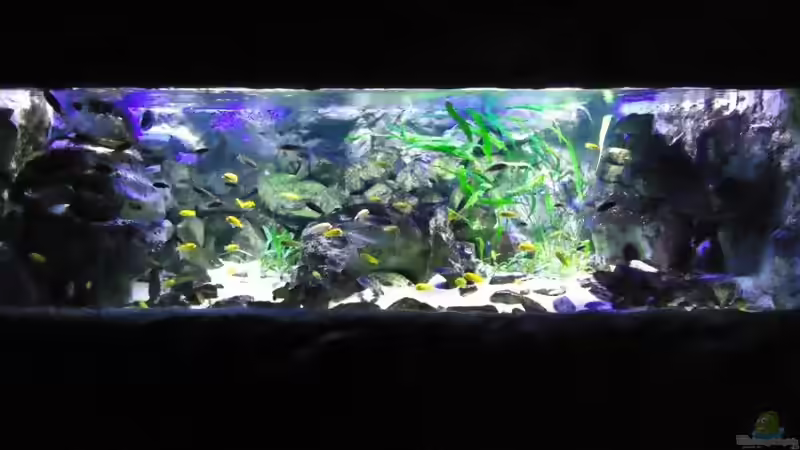 Update 10.01.2012 Abdunklung mit Folie von Mbuna Mick (34)