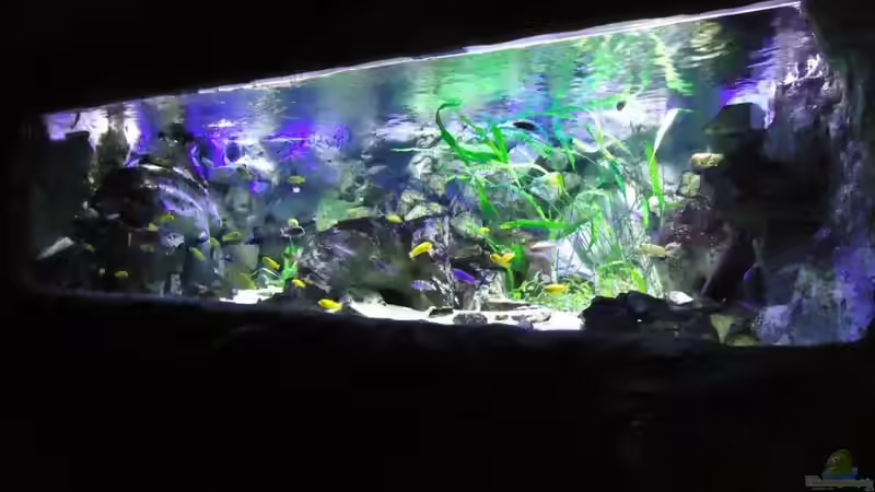 Update 10.01.2012 Abdunklung mit Folie von Mbuna Mick (35)