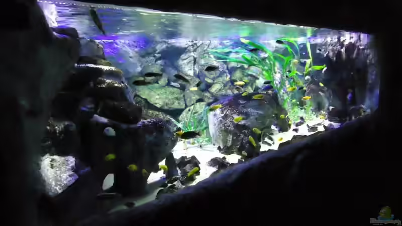 Update 10.01.2012 Abdunklung mit Folie von Mbuna Mick (36)