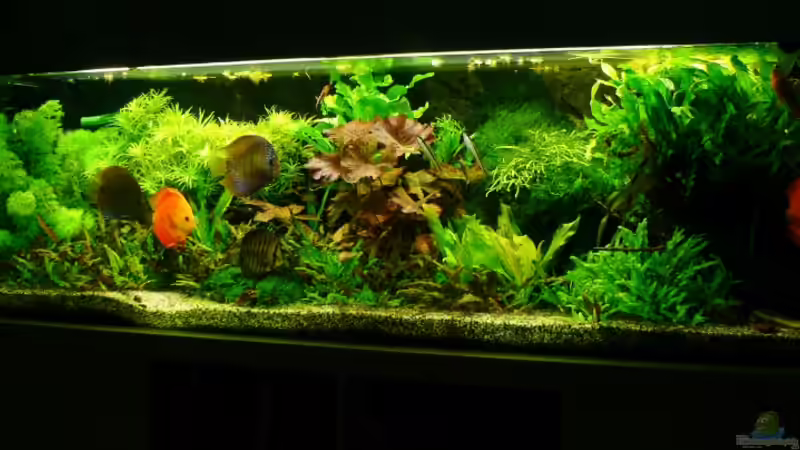 Update 10.08.13 von Der Nicky (39)