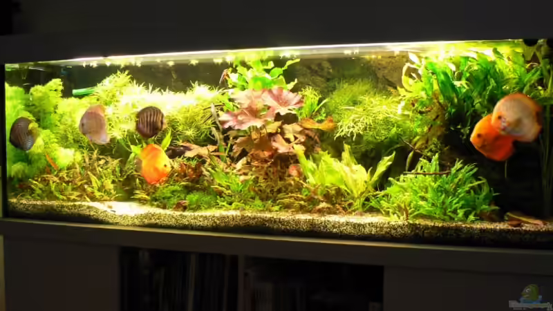 Update 10.08.13 von Der Nicky (47)