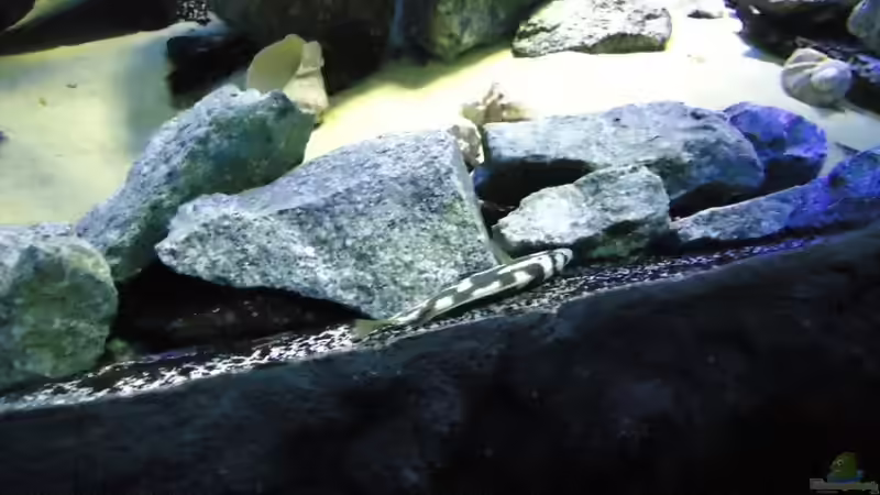 Update 12.07.12 Nimbochromis Livingstonii (Schläfer, Kaligono) in typischer Stellung bei der Jagd  von Mbuna Mick (59)