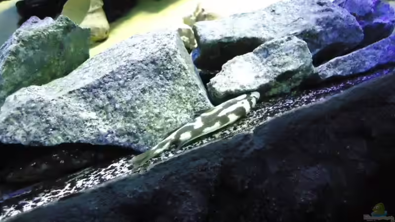 Update 12.07.12 Nimbochromis Livingstonii (Schläfer, Kaligono) in typischer Stellung bei der Jagd  von Mbuna Mick (60)