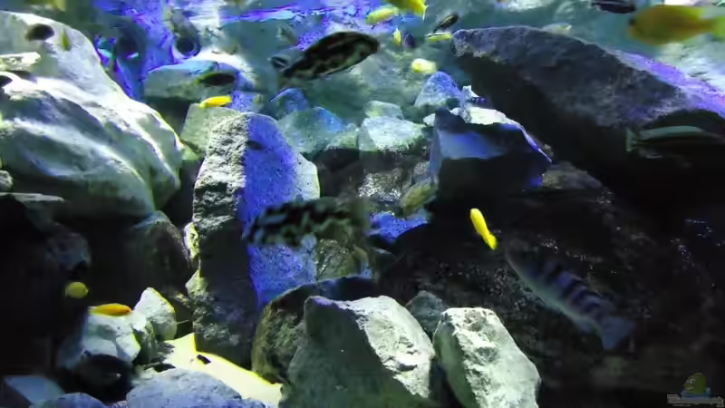 Update 12.07.12 Nimbochromis Livingstonii (Schläfer, Kaligono) von Mbuna Mick (61)