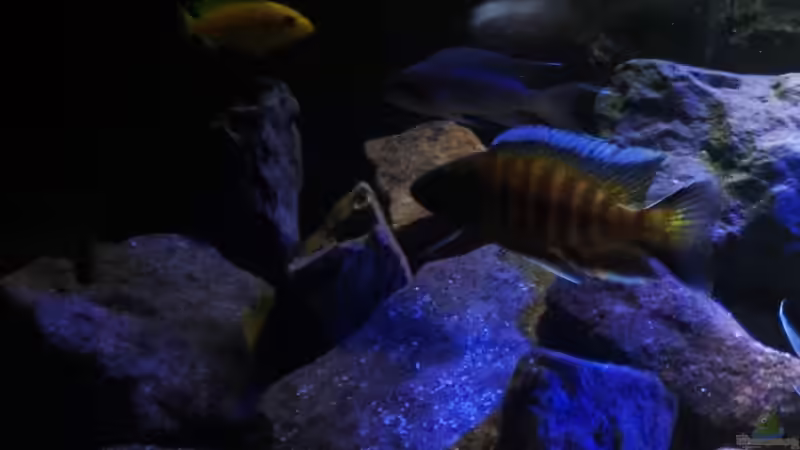 Update 13.12.2013 von bergstrasse (10)