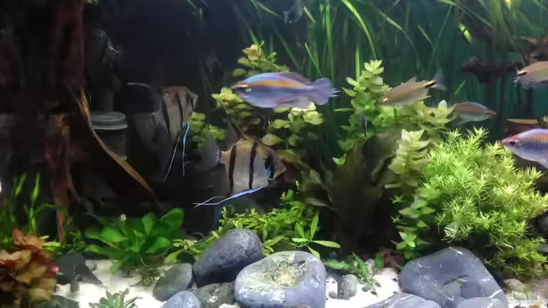 Update 13.4.19 linke Seite von Grünhexe (26)