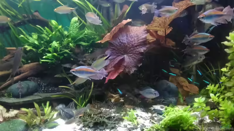 Update 13.4.19 rechte Seite von Grünhexe (20)