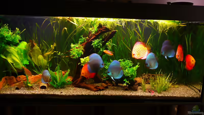 Update 14.02.2014 von Aqualady (16)