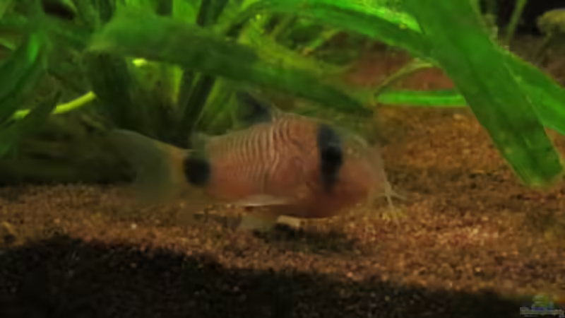 Update 14.04.2013 von Phantom (38)