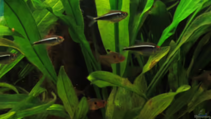 Update 14.04.2013 von Phantom (45)