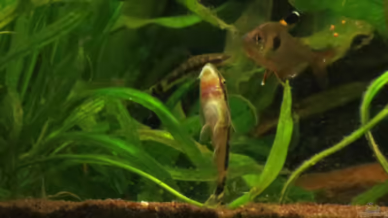 Update 14.04.2013 von Phantom (48)