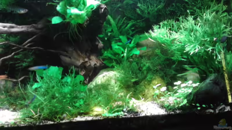 Update 14.1.16 von Grünhexe (85)