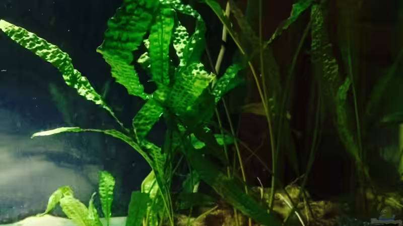 Update 14.12.14 von Arielle (7)