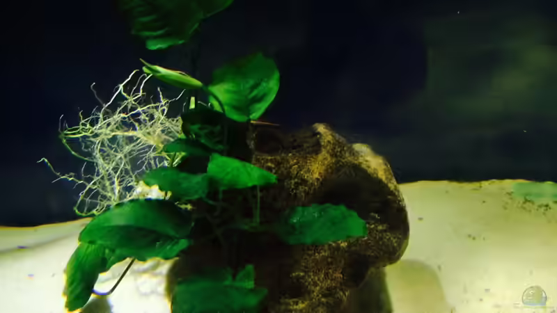 Update 14.12.14 von Arielle (8)