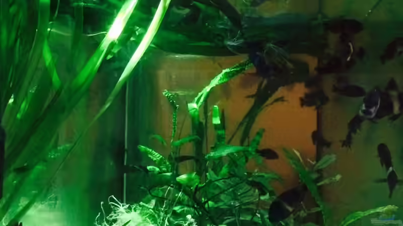 Update 14.12.14 von Arielle (9)