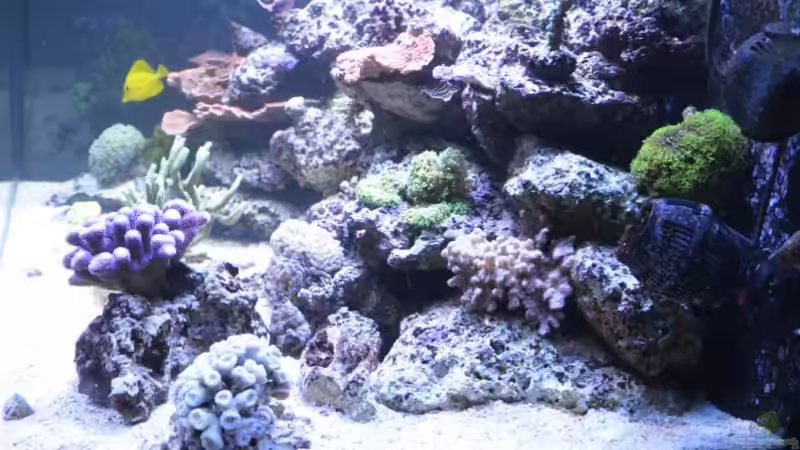 Update 16.03.14 02 von Brookshaw (41)