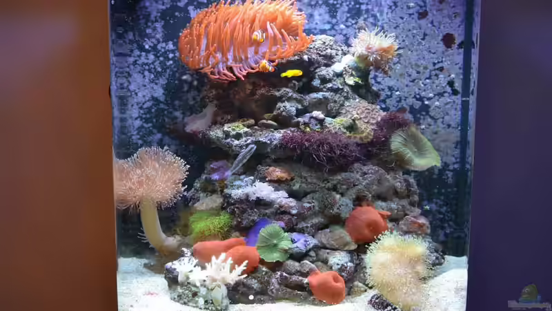 Update 16.03.14 02 von Brookshaw (5)