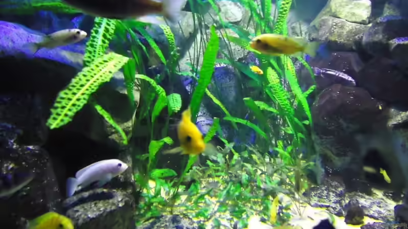 Update 16.06.12 Cryptocoryne aponogetifolia, beckettii und wendtii von Mbuna Mick (25)