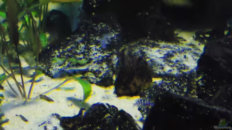 Einrichtungsbeispiele mit Metriaclima / Pseudotropheus lombardoi (Lilienmaulbrüter)