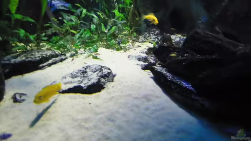 Update 16.06.12 Weibchen Ps. Msobo und Estherae mit Kehlsack und Jungfisch von Ps. Msobo von Mbuna Mick (55)