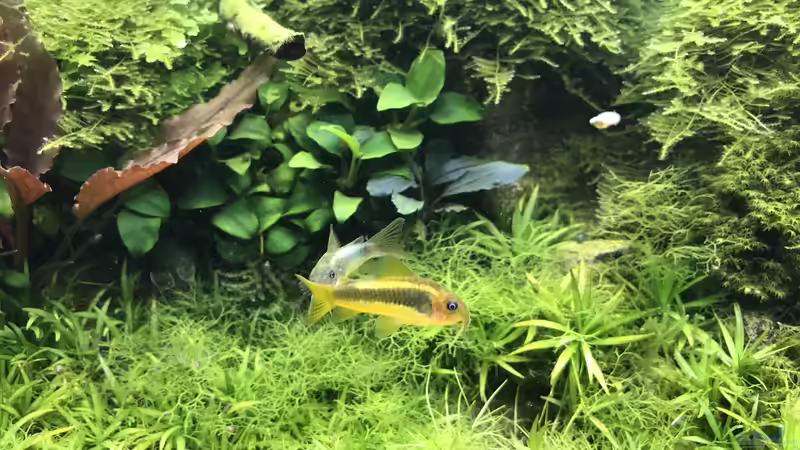 Update 16.10.19 von Der Nicky (78)