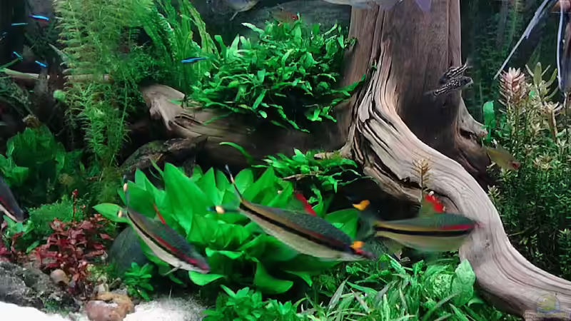 Update 17.1.2015 - die große Morkienwurzel von Grünhexe (159)