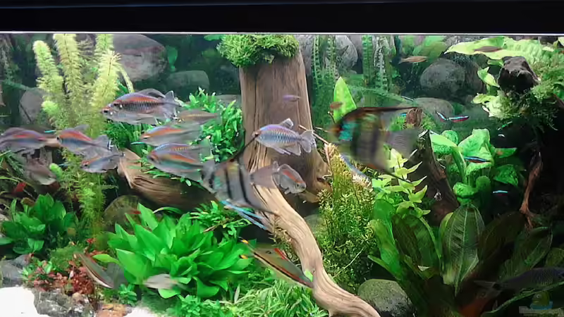 Update 17.1.2015 von Grünhexe (97)