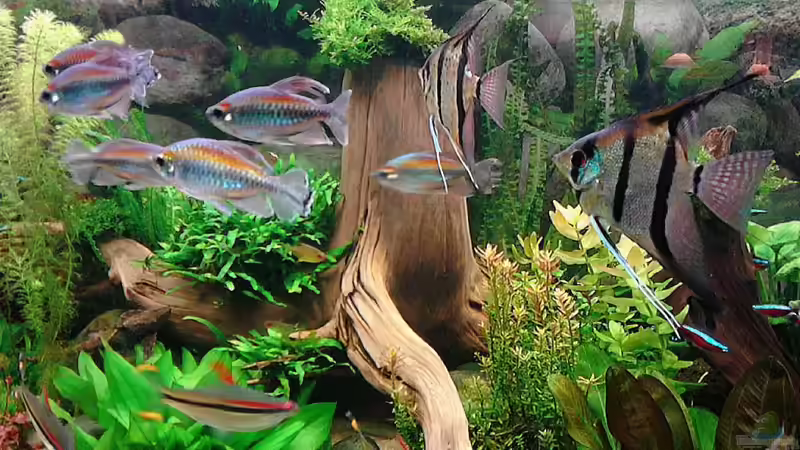 Update 17.1.2016 von Grünhexe (203)