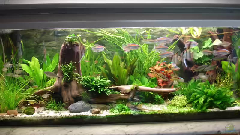 Update 18.08.2014 - Wurzel neu platziert.. von Grünhexe (125)