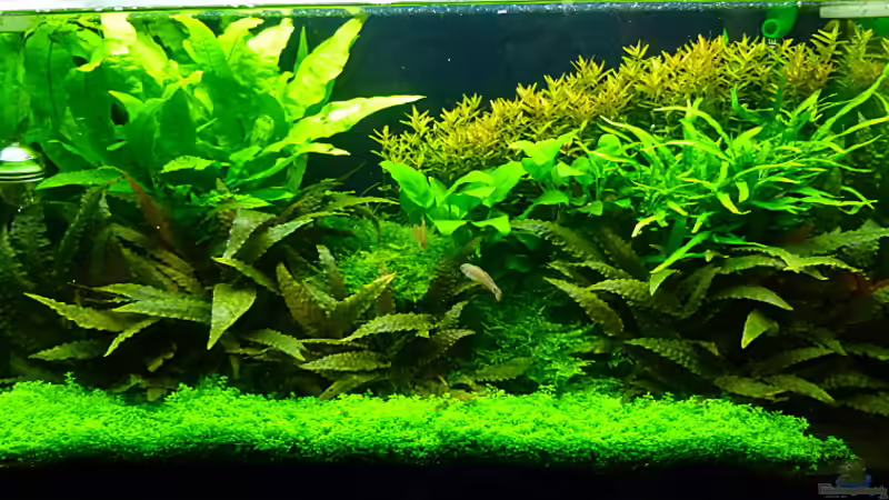 Update 18.3.11 von Helmut Kreutmayer (4)