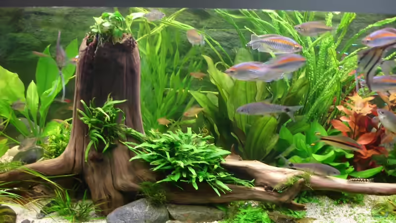 Update 18.8.2014 - Die große Morkien umgedreht und in die linke Ecke platzier von Grünhexe (158)