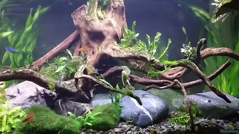 Update 19.12.19 neu eingerichtet von Grünhexe (6)