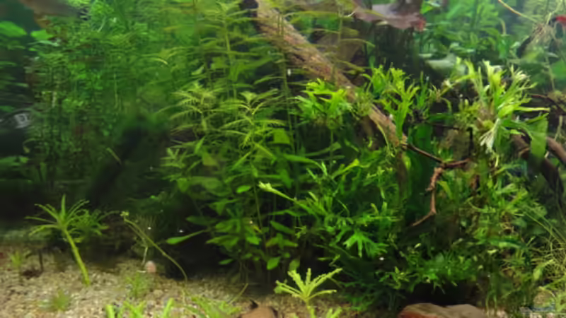 update 2 von Maguma (19)