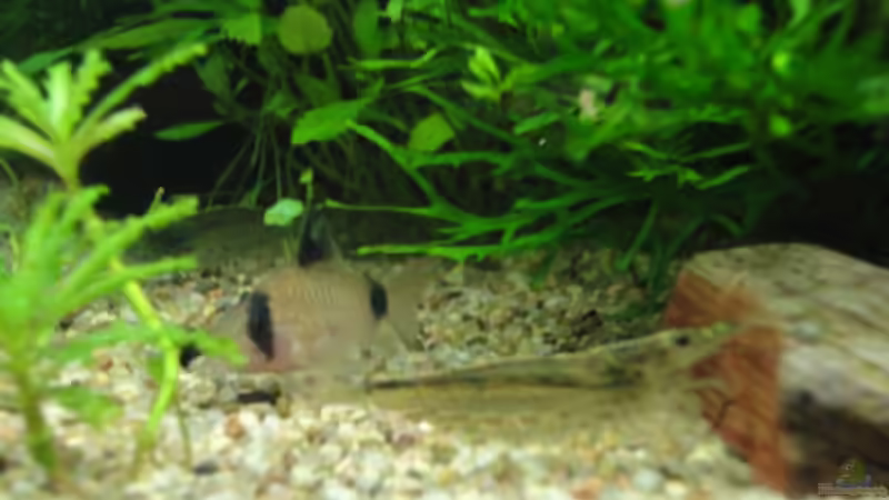 update 2 von Maguma (20)