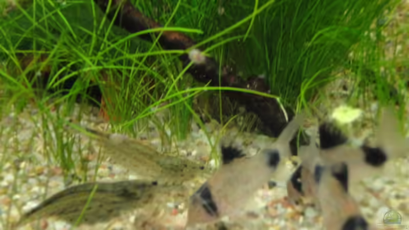 update 2 von Maguma (21)