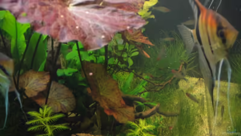 update 2 von Maguma (24)