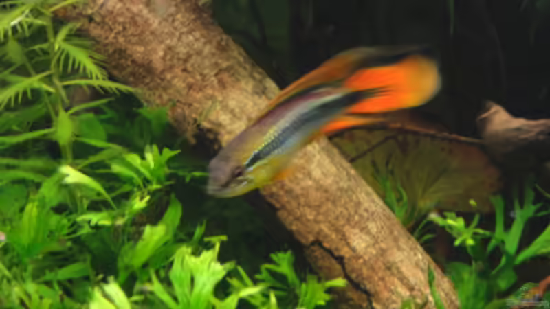 update 2 von Maguma (25)