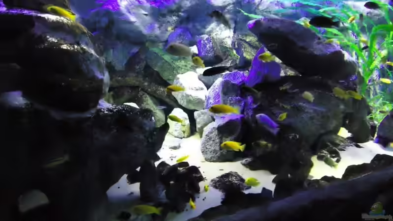 Update 22.01.12 Granitfels 70 cm / Beckenmitte von Mbuna Mick (37)