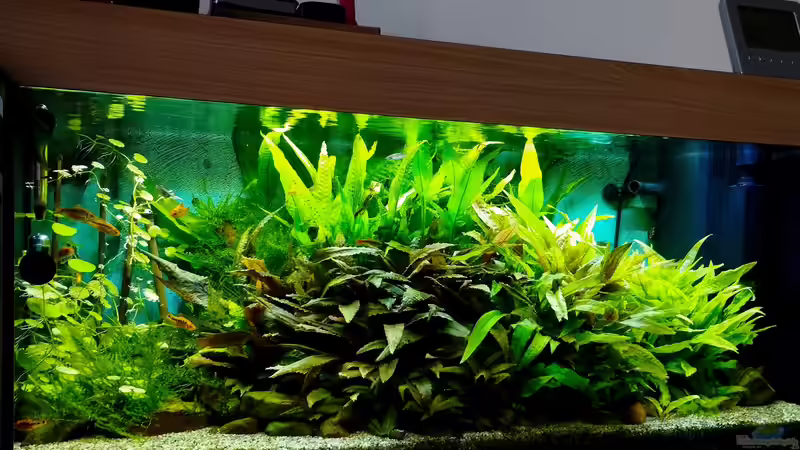 Update 22.März 2026 Mein Aquarium. von Thomas Kreuter (33)