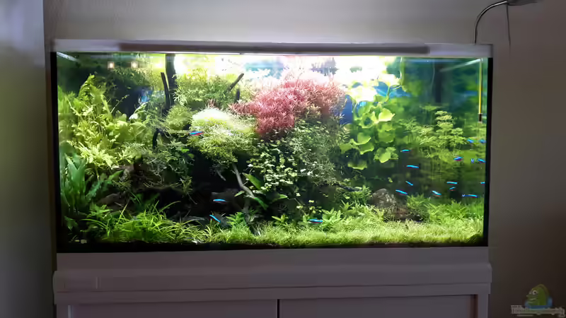 Update 23.08.17 von Der Nicky (1)