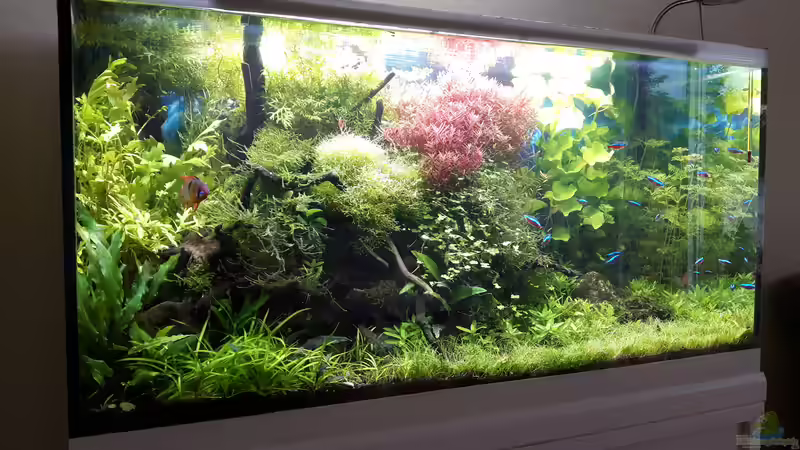 Update 23.08.17 von Der Nicky (4)