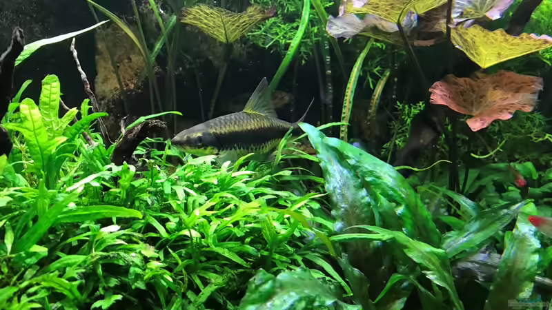 Update 24.04.18 von Der Nicky (111)