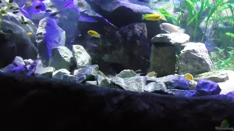 Update 24.06.12 Beckenmitte von Mbuna Mick (44)