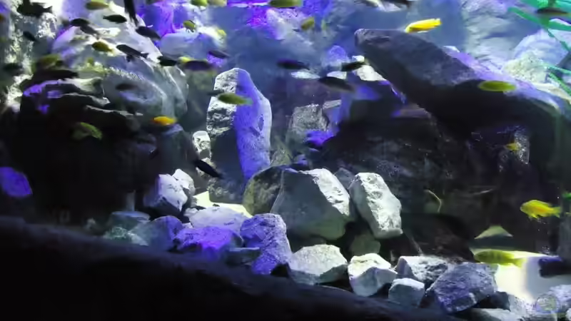 Update 24.06.12 Linke Beckenhälfte von Mbuna Mick (42)