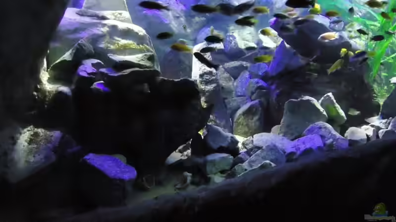 Update 24.06.12 Linke Beckenseite von Mbuna Mick (45)