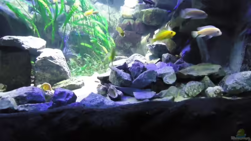 Update 24.06.12 Rechte Beckenhälfte von Mbuna Mick (43)