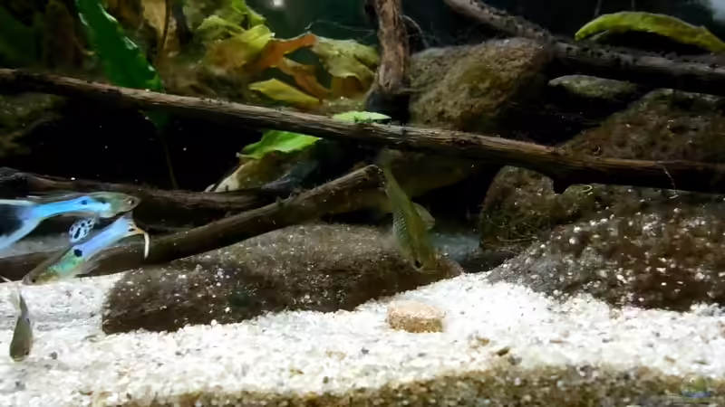 Update 24.4.17 von Ozi5467 (11)