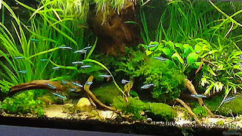 update 25.8.15 von Grünhexe (90)