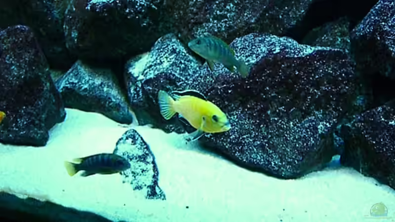 Update 26.12.2007 von Christian Dornieden (25)