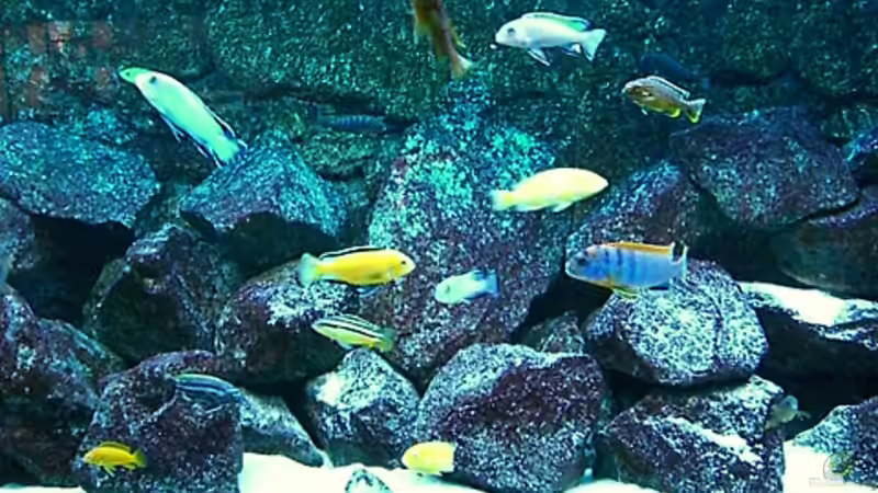 Update 26.12.2007 von Christian Dornieden (26)